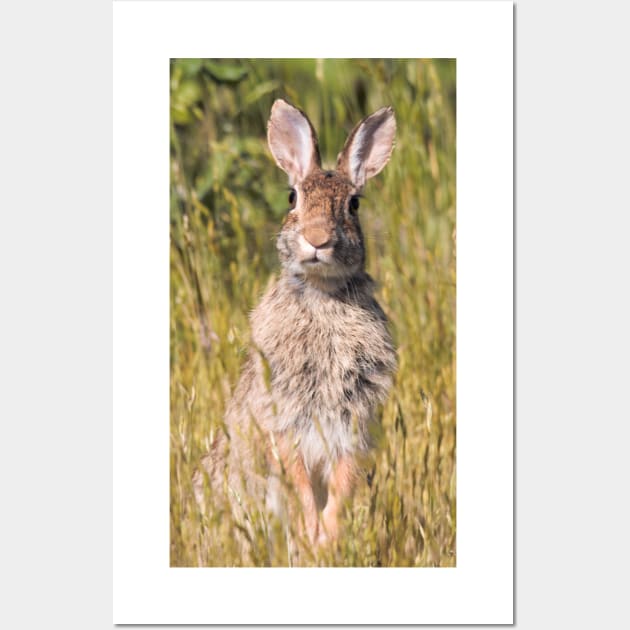 Ears Lookin' at You, Kid: Curious Eastern Cottontail Rabbit Wall Art by walkswithnature